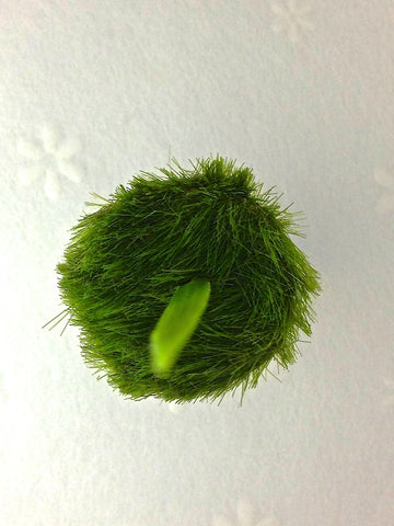 green furry ring